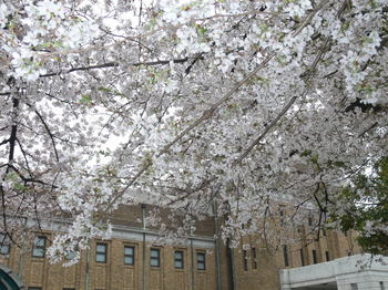Viewing Cherry Blossoms：撮影；織田達也.jpg